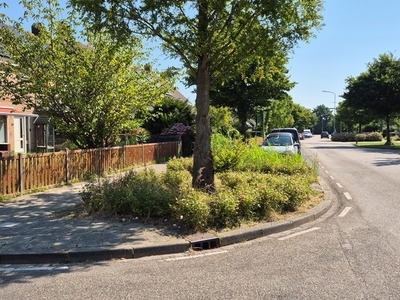 Plantvak langs weg