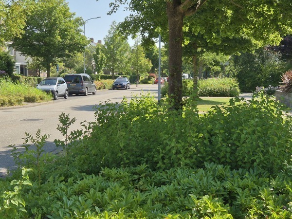 Plantvakken langs de weg